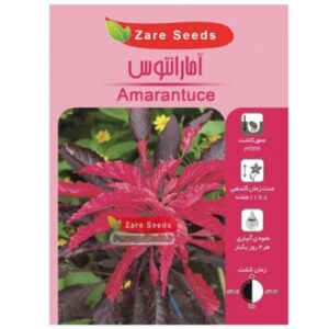 بذر گل آمارانتوس